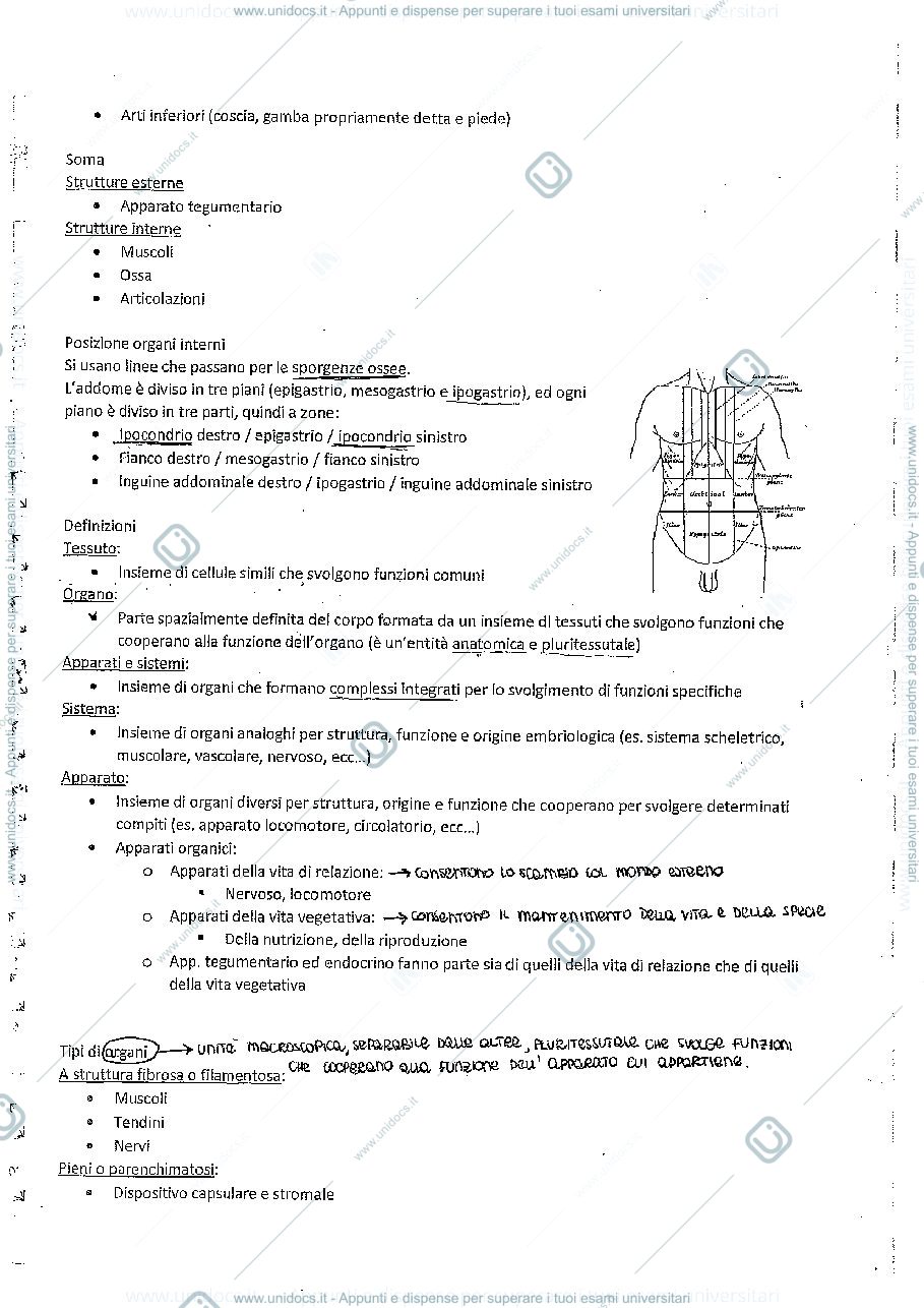 Anteprima pagina 2 — Riassunto Anatomia
