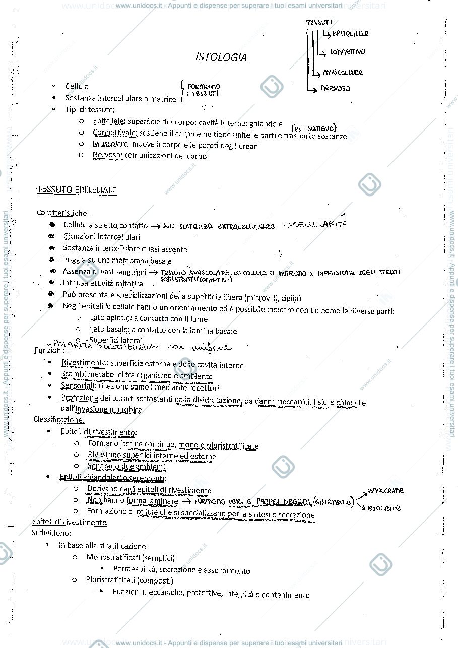 Anteprima pagina 4 — Riassunto Anatomia