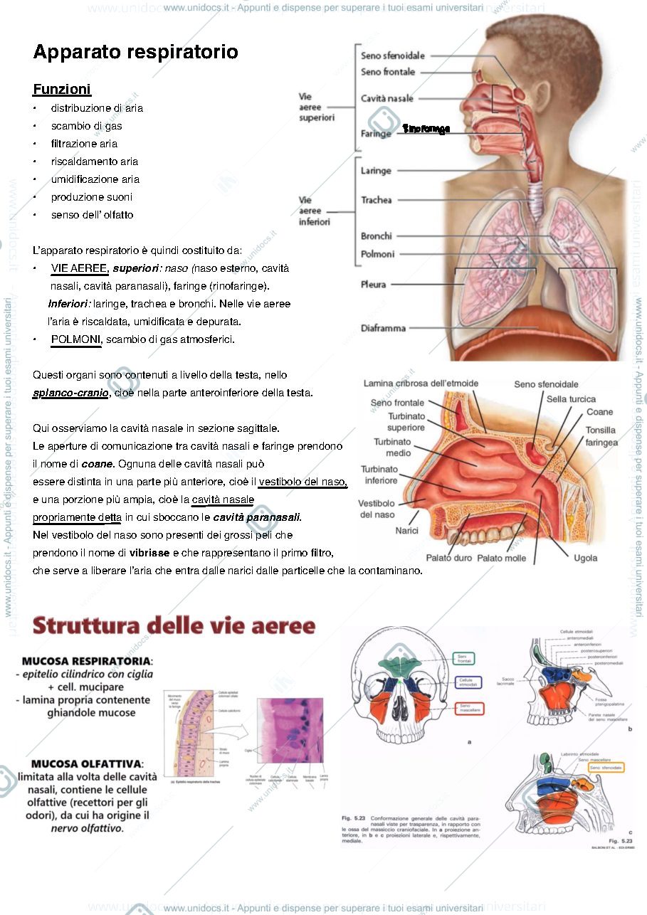 Anteprima pagina 1 — Apparato respiratorio 