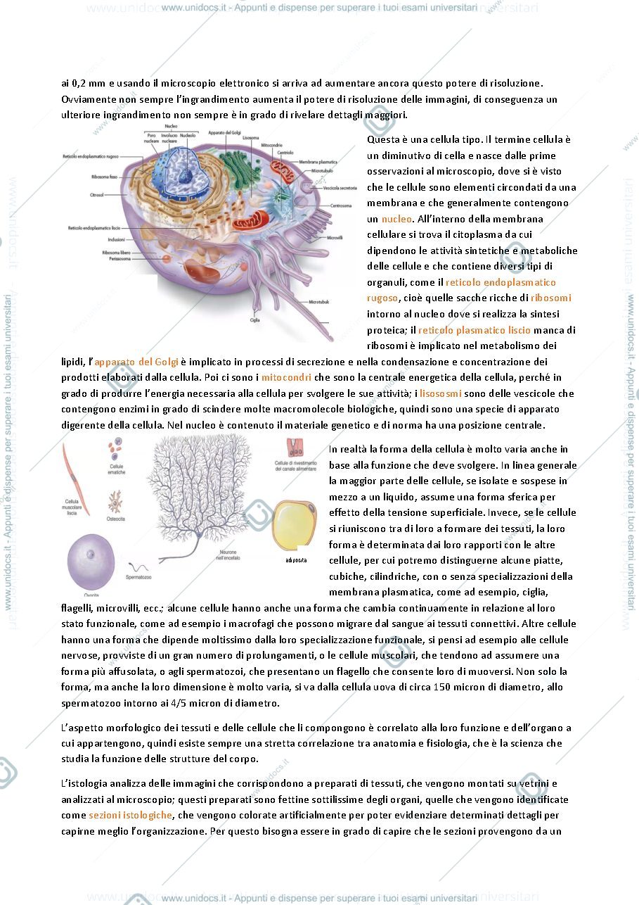 Anteprima pagina 2 — APPUNTI ANATOMIA E MORFOLOGIA UMANA APPLICATA