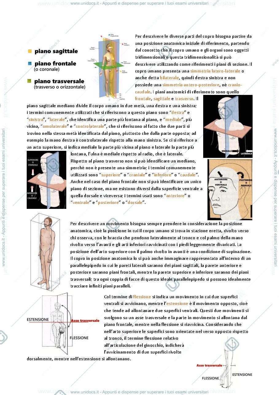 Anteprima pagina 4 — APPUNTI ANATOMIA E MORFOLOGIA UMANA APPLICATA