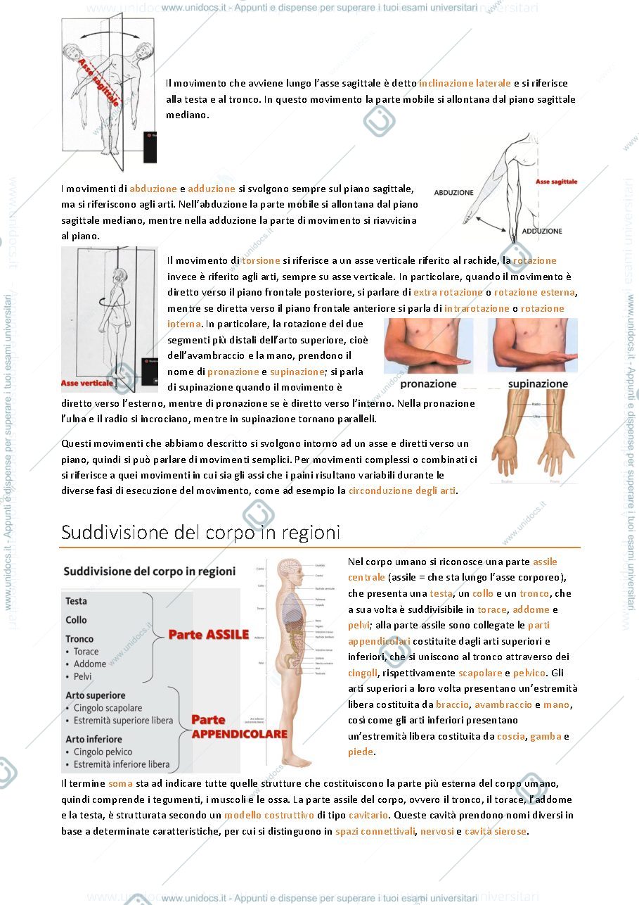 Anteprima pagina 5 — APPUNTI ANATOMIA E MORFOLOGIA UMANA APPLICATA