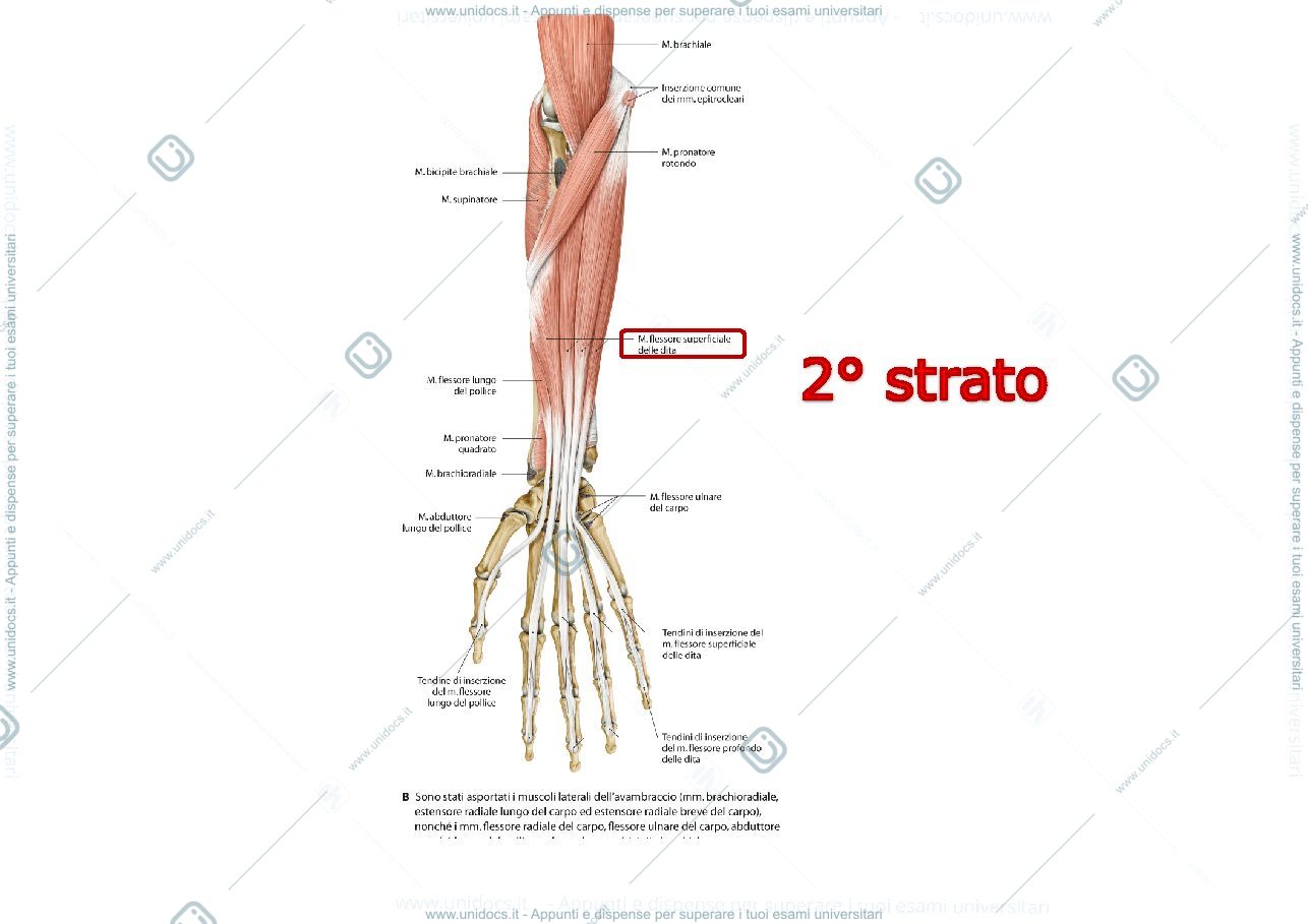 Anteprima pagina 2 — ARTO SUPERIORE muscoli avambraccio