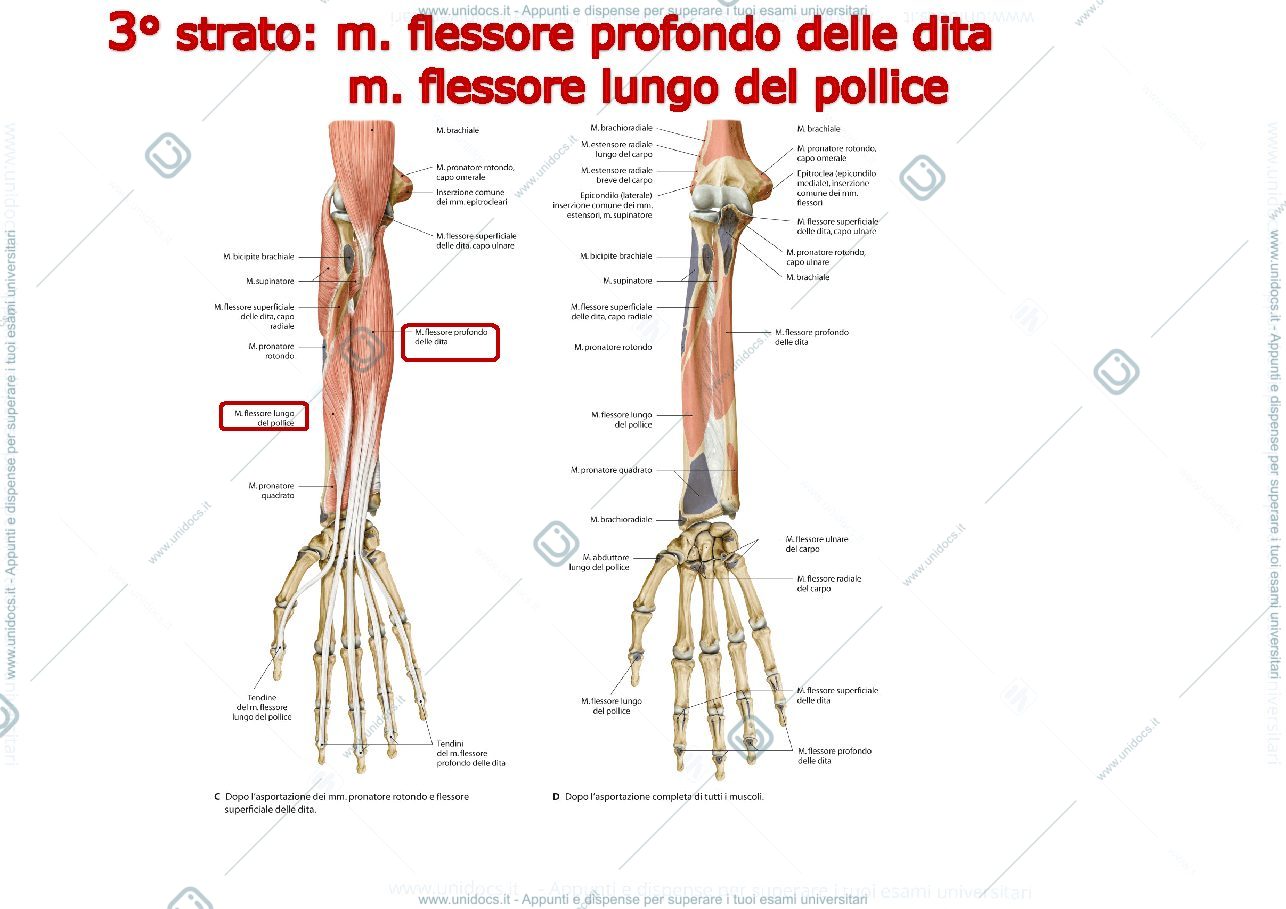 Anteprima pagina 3 — ARTO SUPERIORE muscoli avambraccio