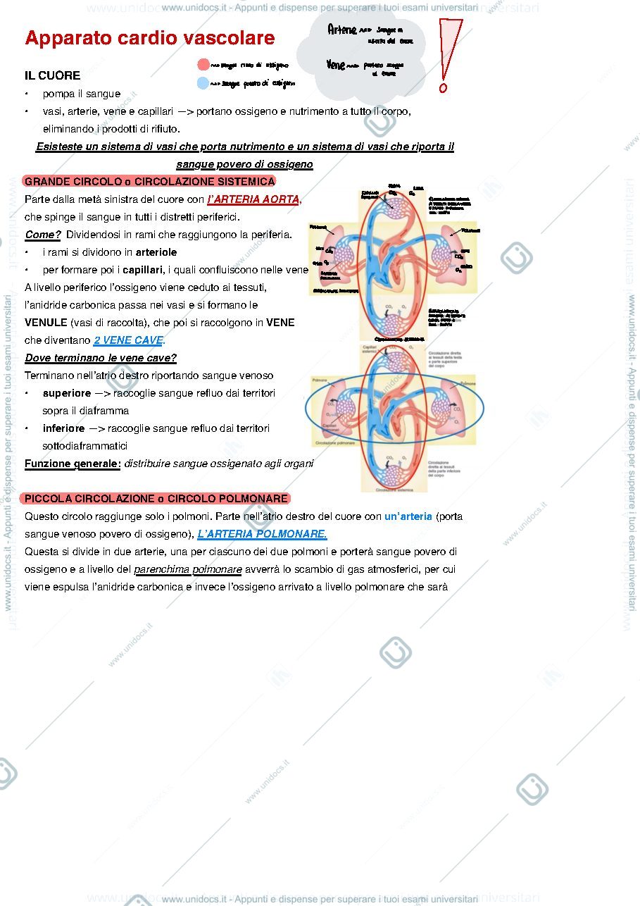 Anteprima pagina 1 — Anatomia - Apparato cardiocircolatorio 