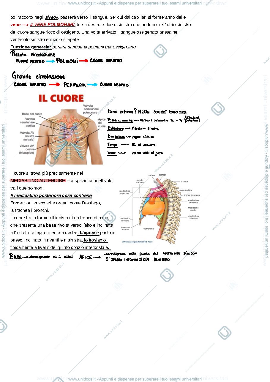 Anteprima pagina 2 — Anatomia - Apparato cardiocircolatorio 