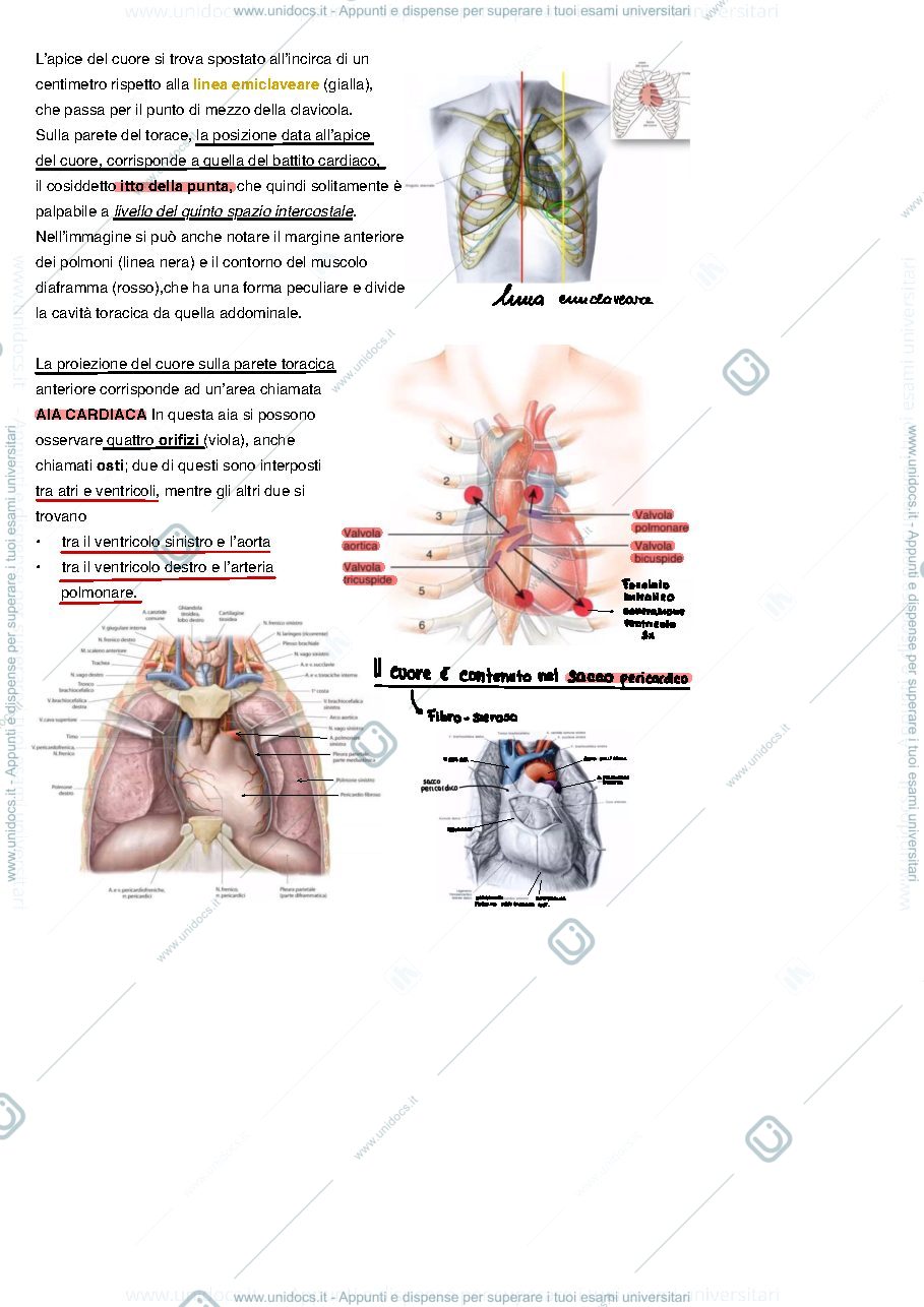 Anteprima pagina 3 — Anatomia - Apparato cardiocircolatorio 