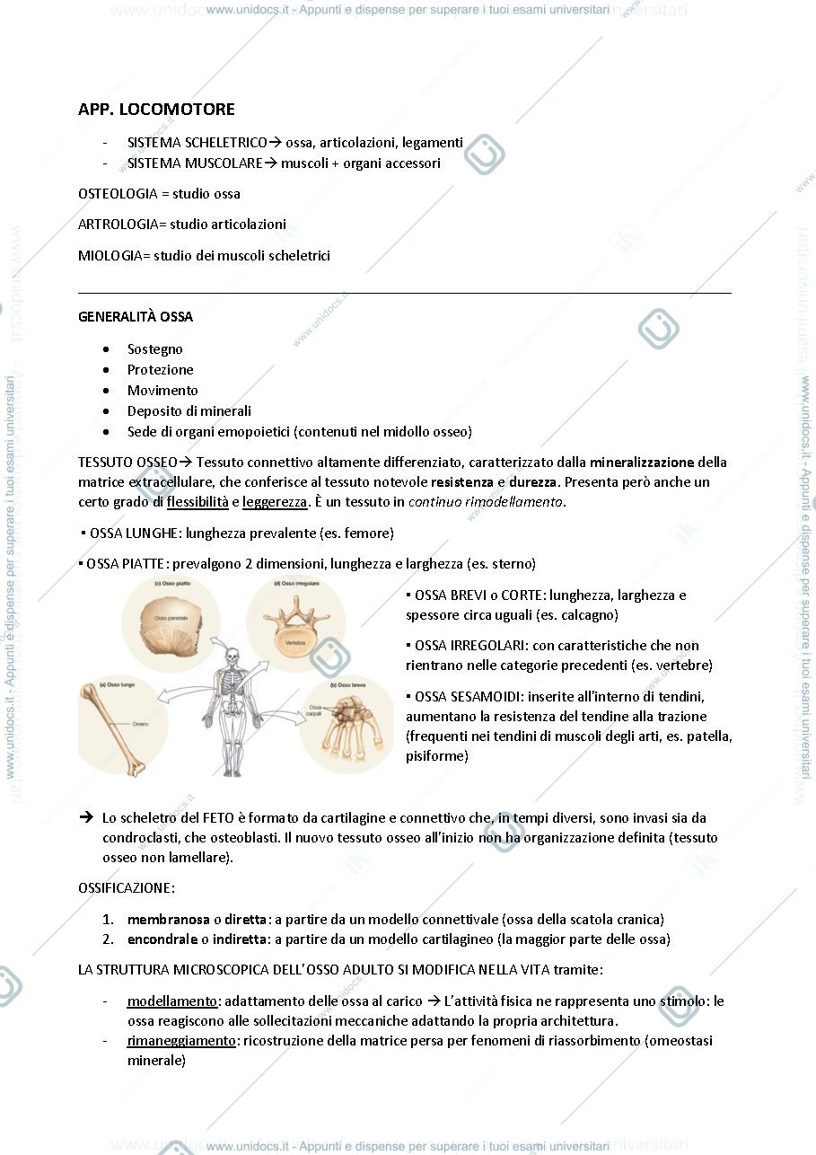 Anteprima pagina 1 — apparato locomotore