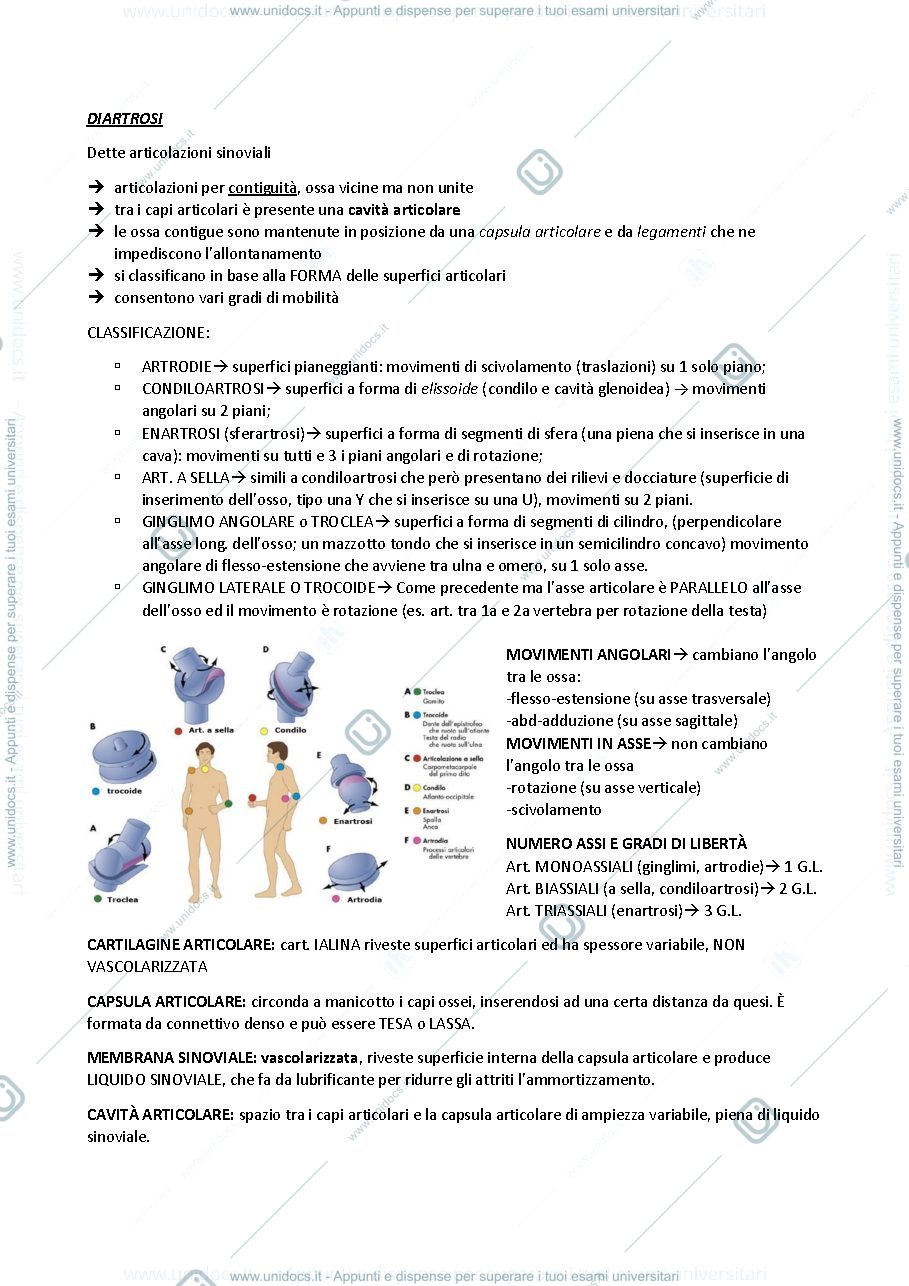 Anteprima pagina 3 — apparato locomotore