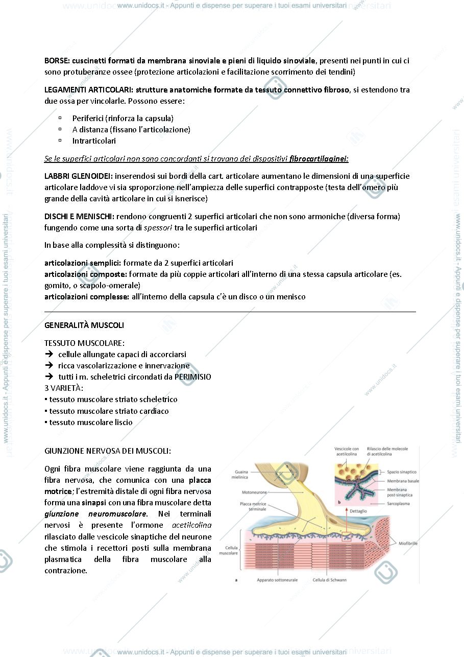 Anteprima pagina 4 — apparato locomotore