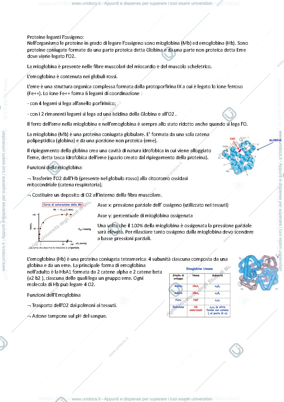 Anteprima pagina 2 — Biochimica