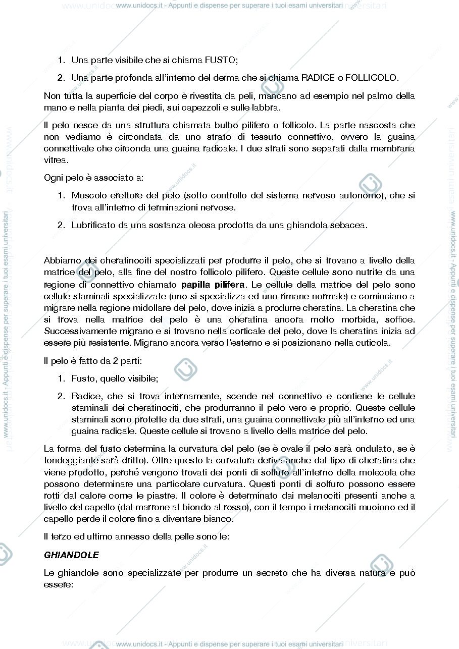 Anteprima pagina 2 — ANATOMIA 1 PROF.SSA ROSSI
