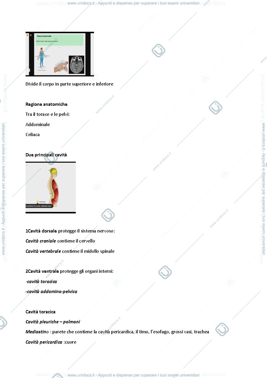 Anteprima pagina 4 — anatomia 2