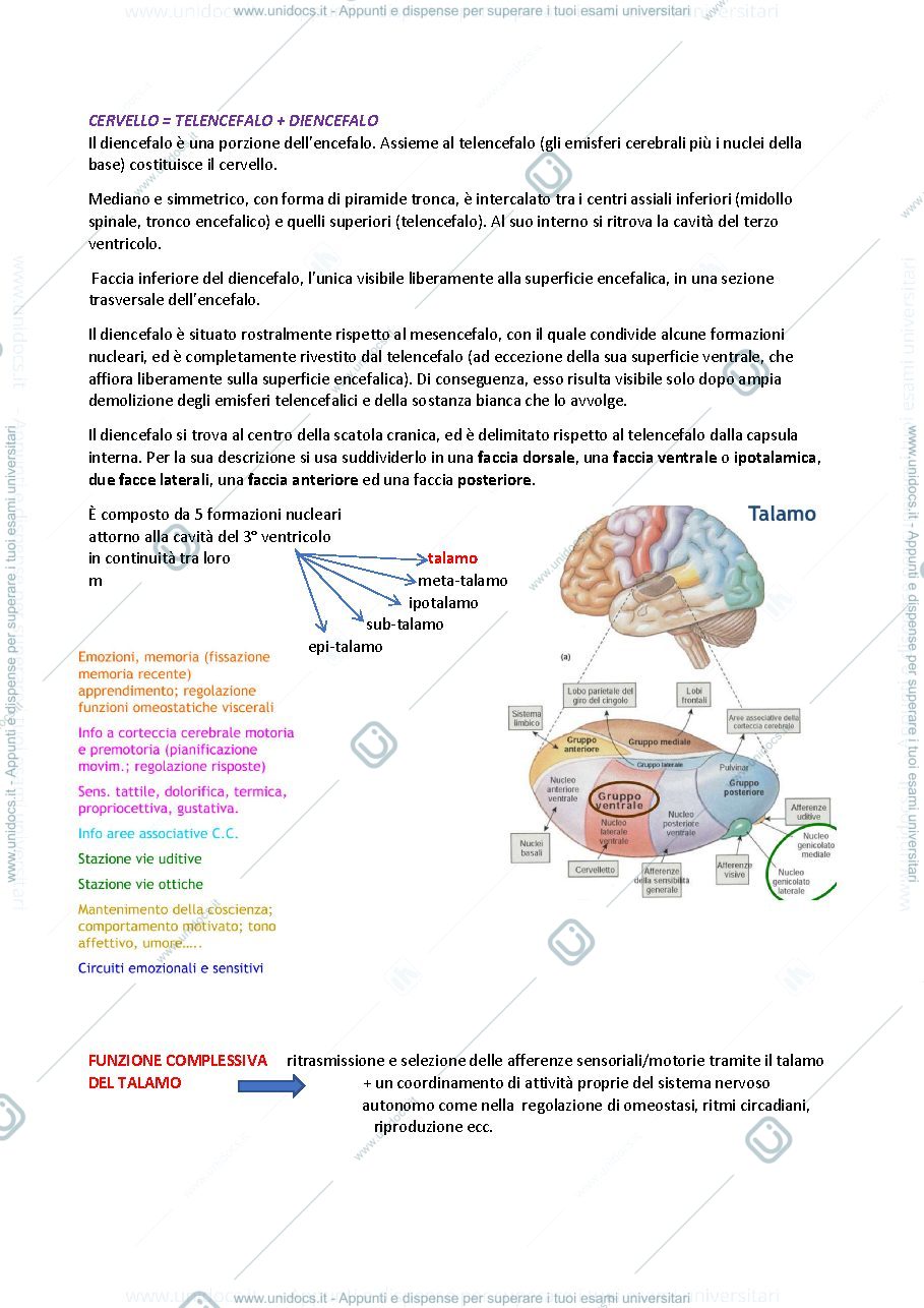 Anteprima pagina 1 — DIENCEFALO E TELENCEFALO