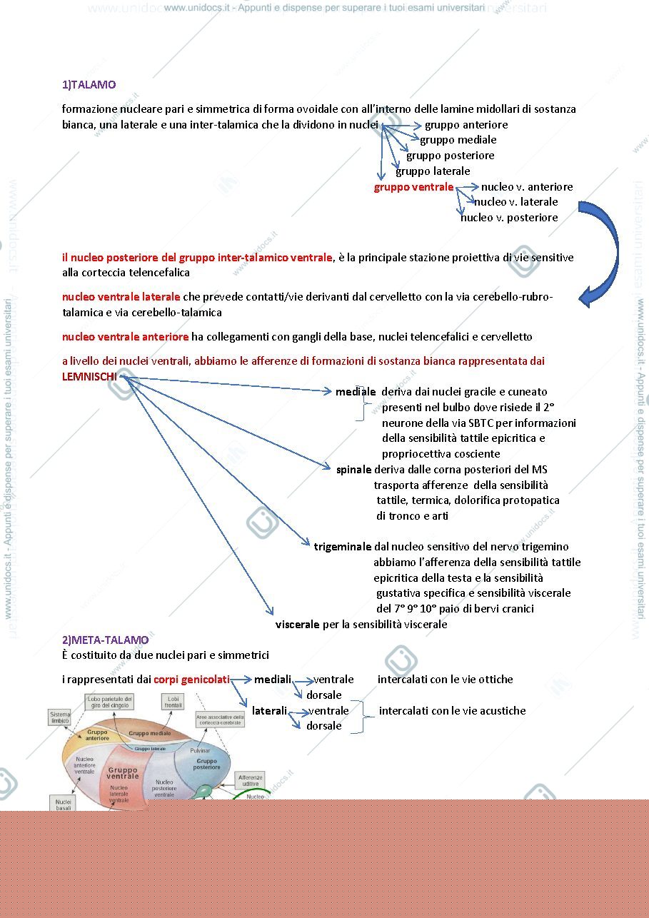 Anteprima pagina 2 — DIENCEFALO E TELENCEFALO