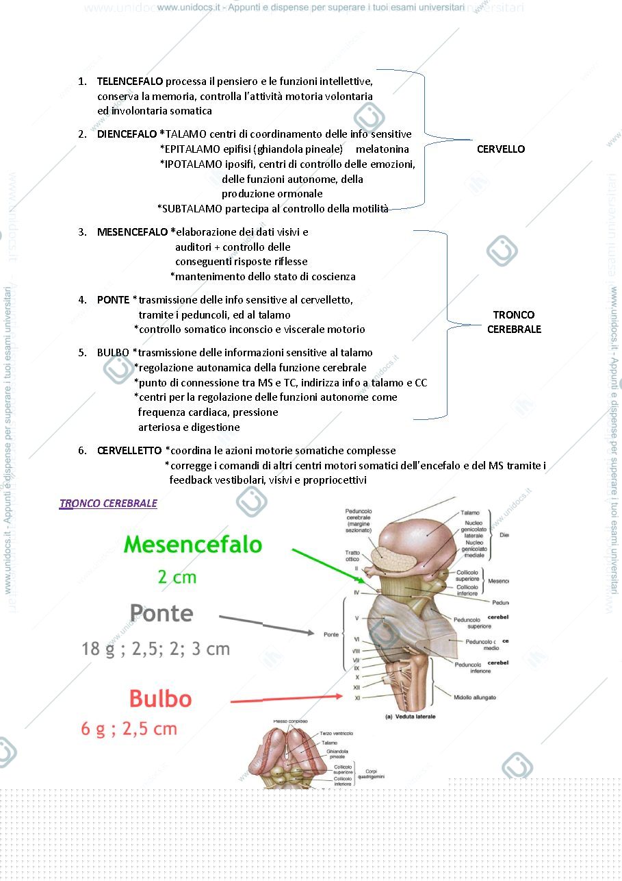 Anteprima pagina 2 — ENCEFALO E TRONCO ENCEFALICO