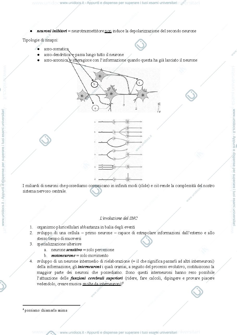Anteprima pagina 2 — anatomia 