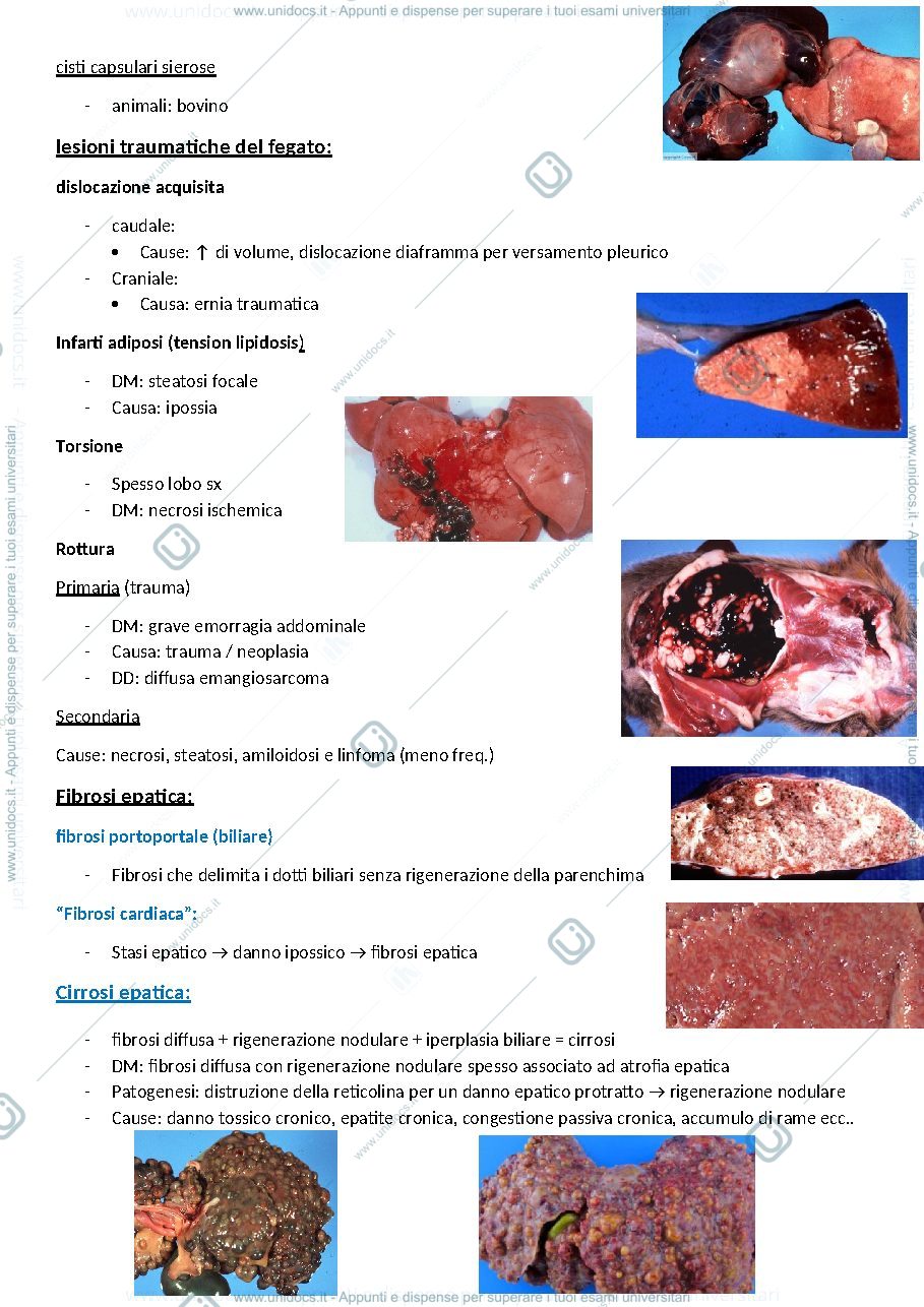Anteprima pagina 2 — Anatomia patologica speciale 
