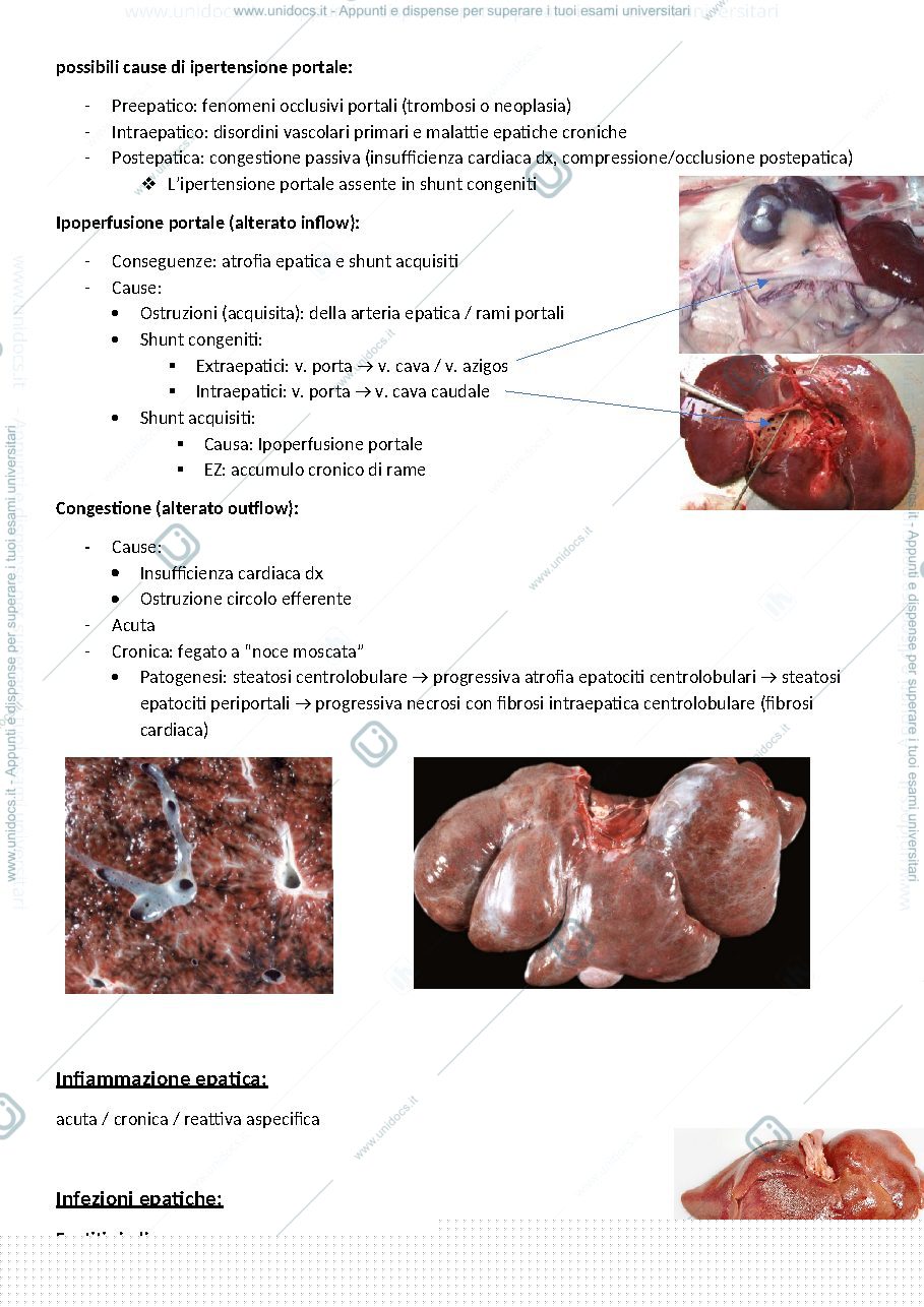 Anteprima pagina 4 — Anatomia patologica speciale 