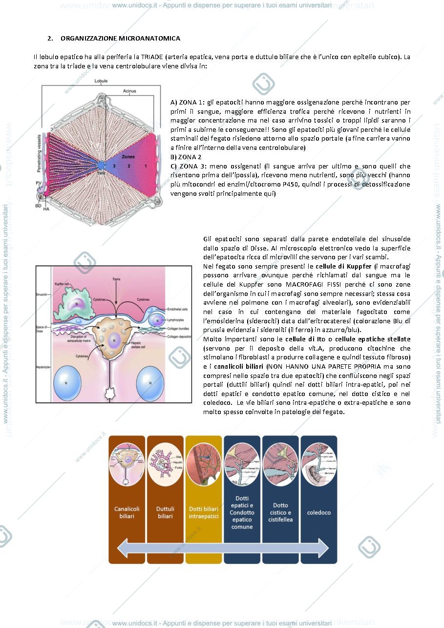 Anteprima pagina 2 — AP1