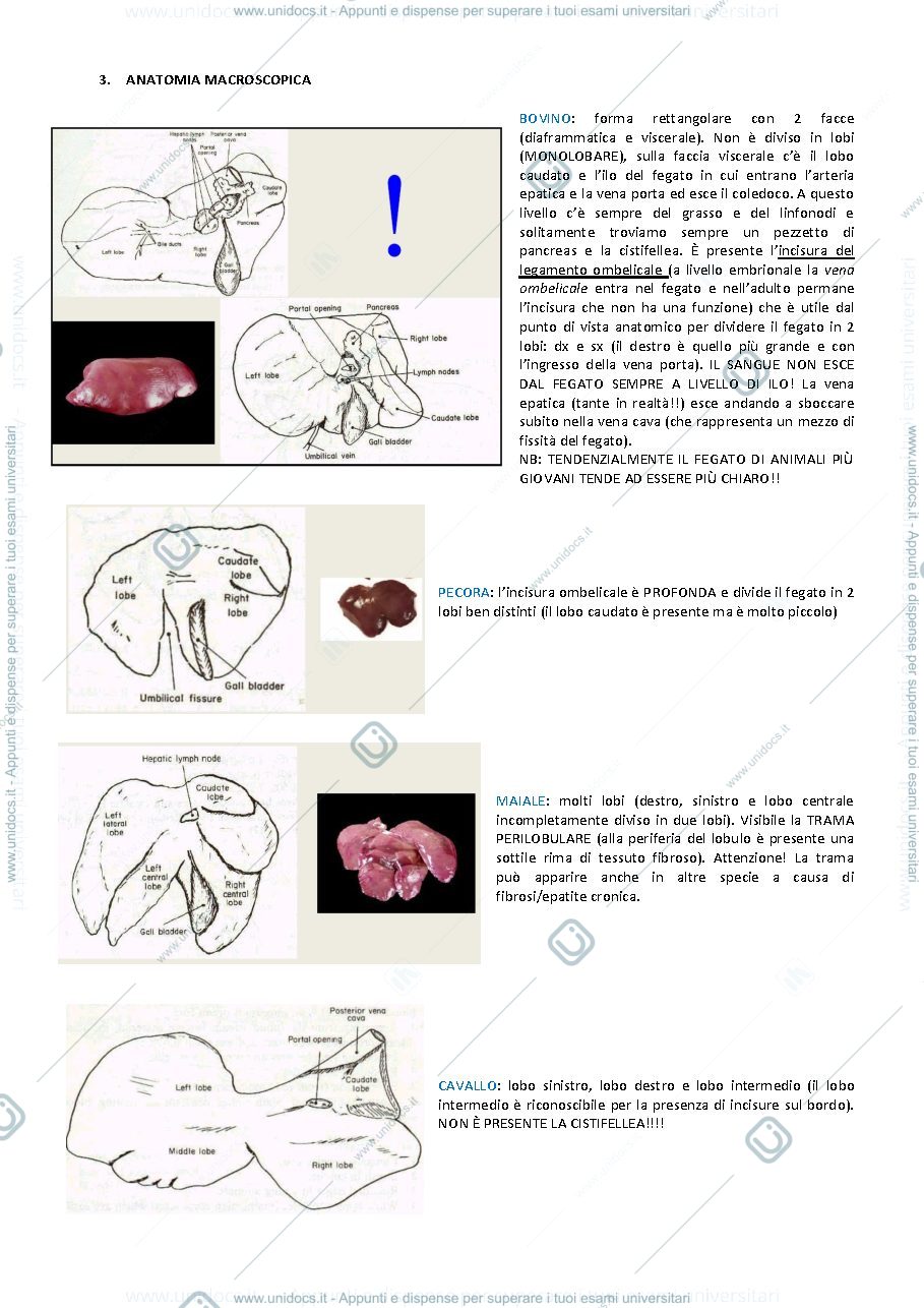 Anteprima pagina 3 — AP1