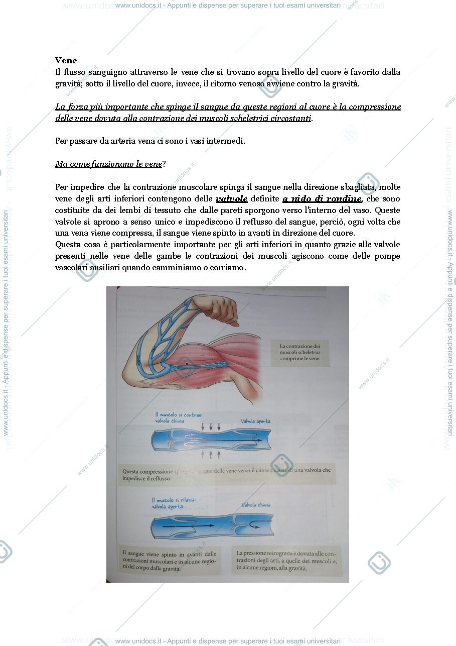 Anteprima pagina 3 — Apparato circolatorio