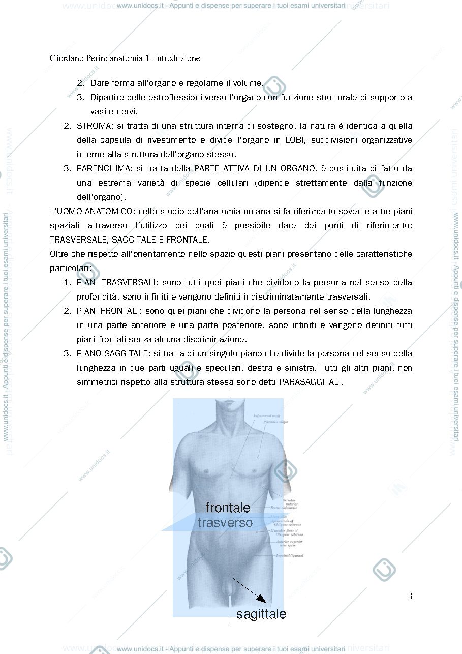 Anteprima pagina 3 — anatomia 1