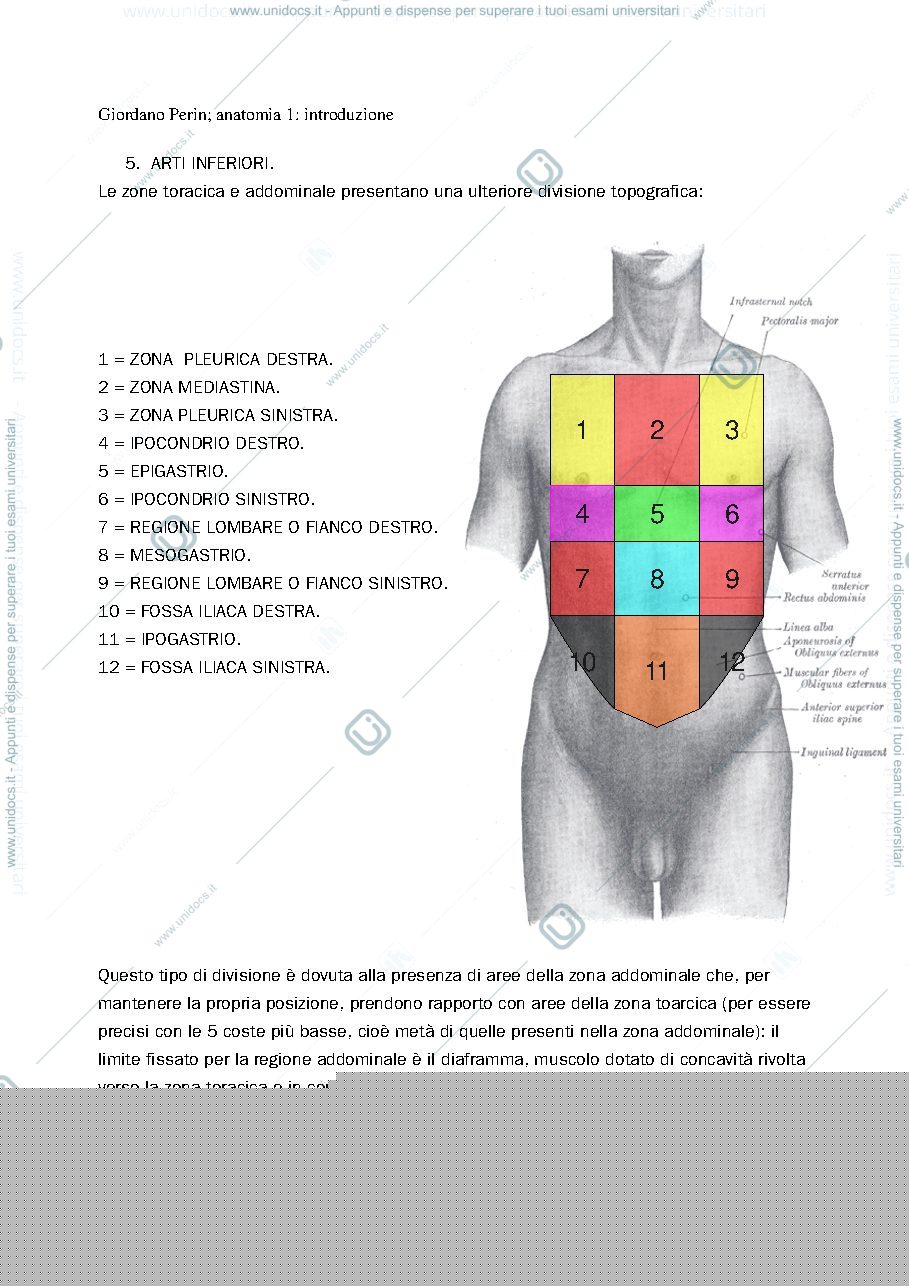 Anteprima pagina 5 — anatomia 1