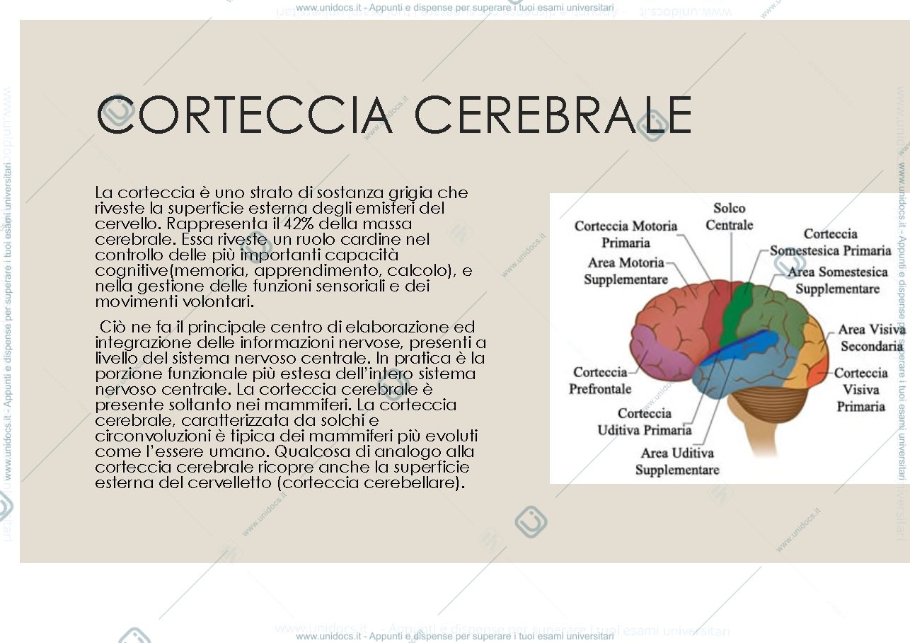 Anteprima pagina 2 — Cervello e mente