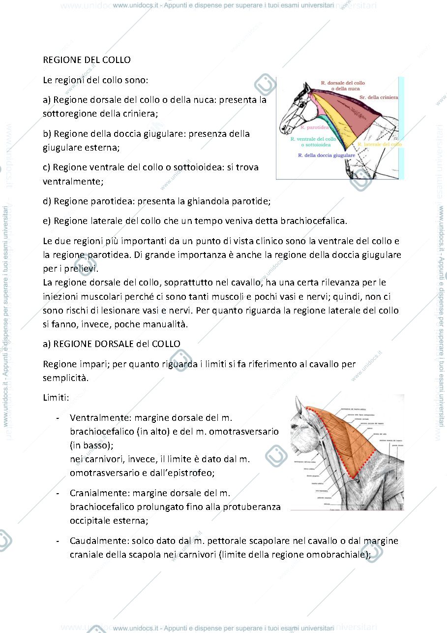 Anteprima pagina 1 — Anatomia Topografica Veterinaria II (Testa-Collo-Arto toracico-Arto pelvico)