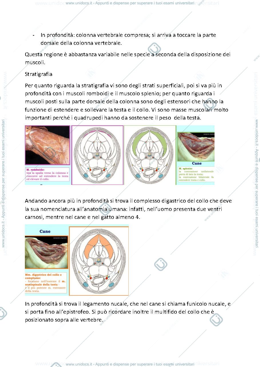 Anteprima pagina 2 — Anatomia Topografica Veterinaria II (Testa-Collo-Arto toracico-Arto pelvico)