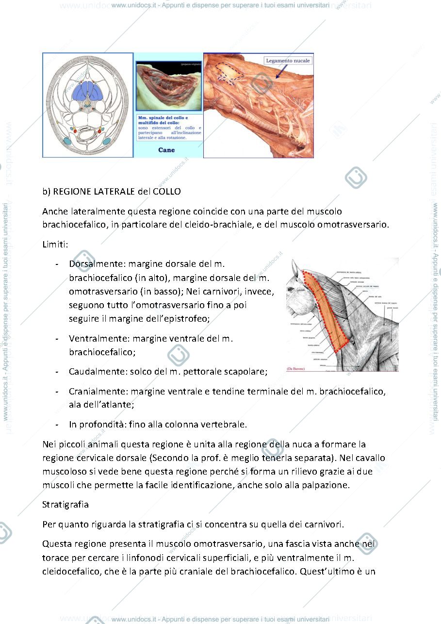 Anteprima pagina 3 — Anatomia Topografica Veterinaria II (Testa-Collo-Arto toracico-Arto pelvico)