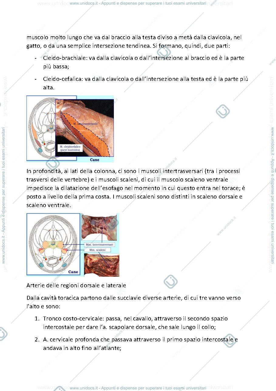 Anteprima pagina 4 — Anatomia Topografica Veterinaria II (Testa-Collo-Arto toracico-Arto pelvico)