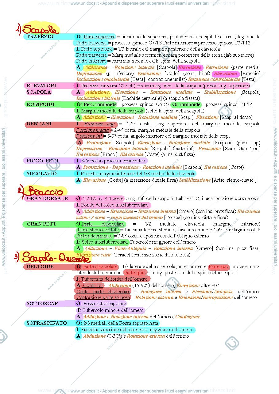 Anteprima pagina 1 — Muscoli 