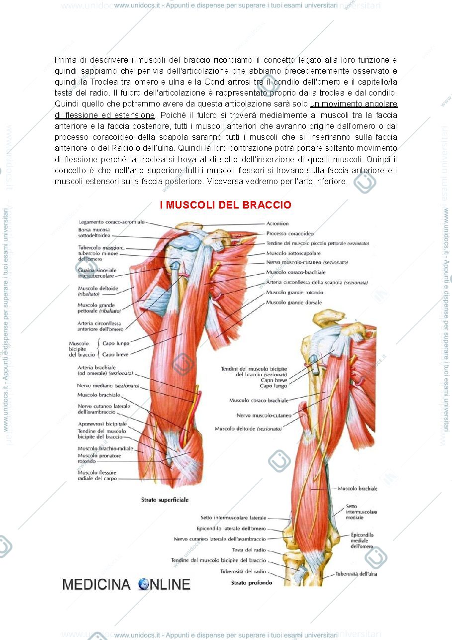 Anteprima pagina 1 — anatomia muscolo dell'arto superiore