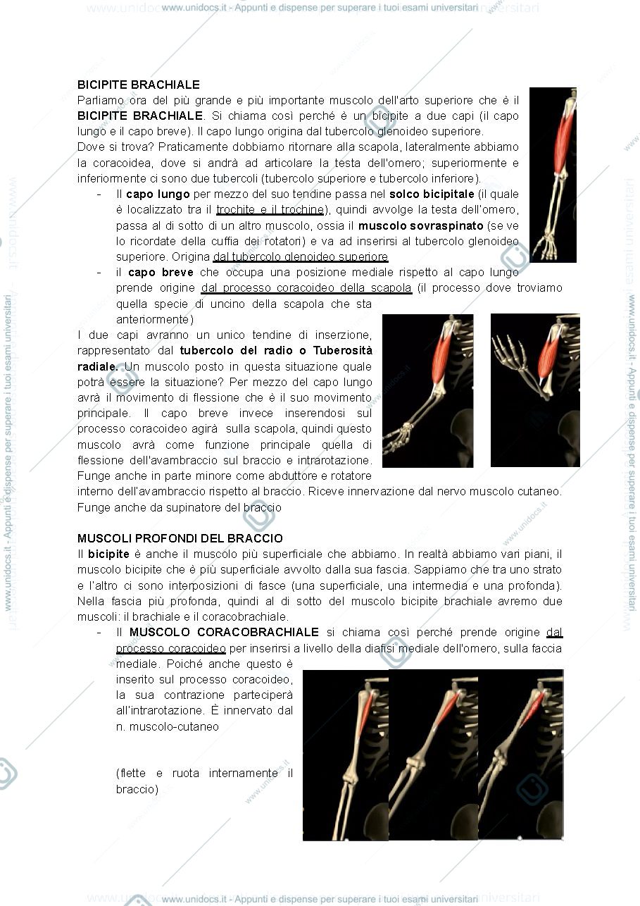 Anteprima pagina 2 — anatomia muscolo dell'arto superiore