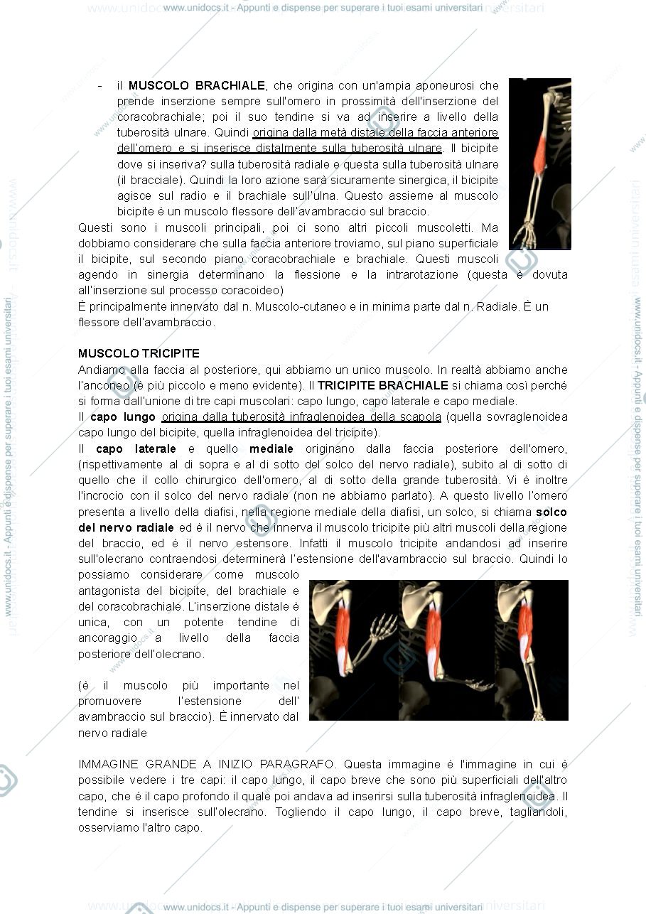 Anteprima pagina 3 — anatomia muscolo dell'arto superiore