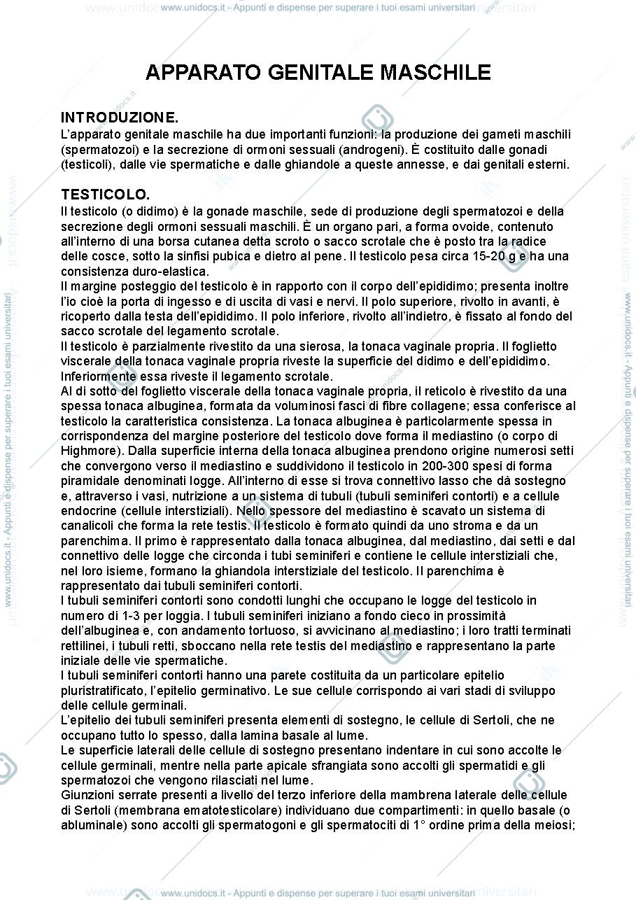 Anteprima pagina 1 — Anatomia umana - apparato genitale maschile