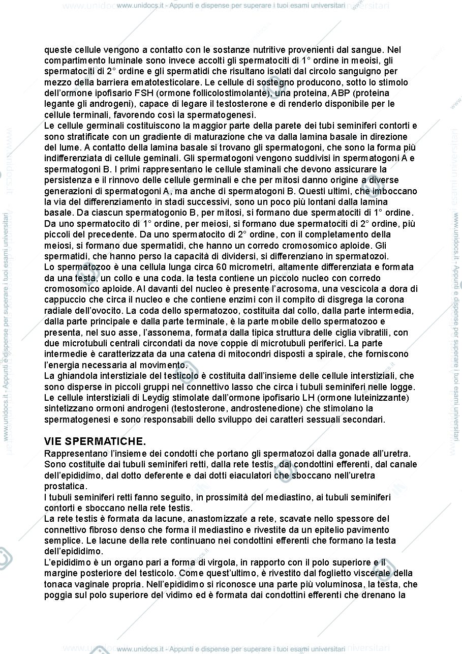 Anteprima pagina 2 — Anatomia umana - apparato genitale maschile