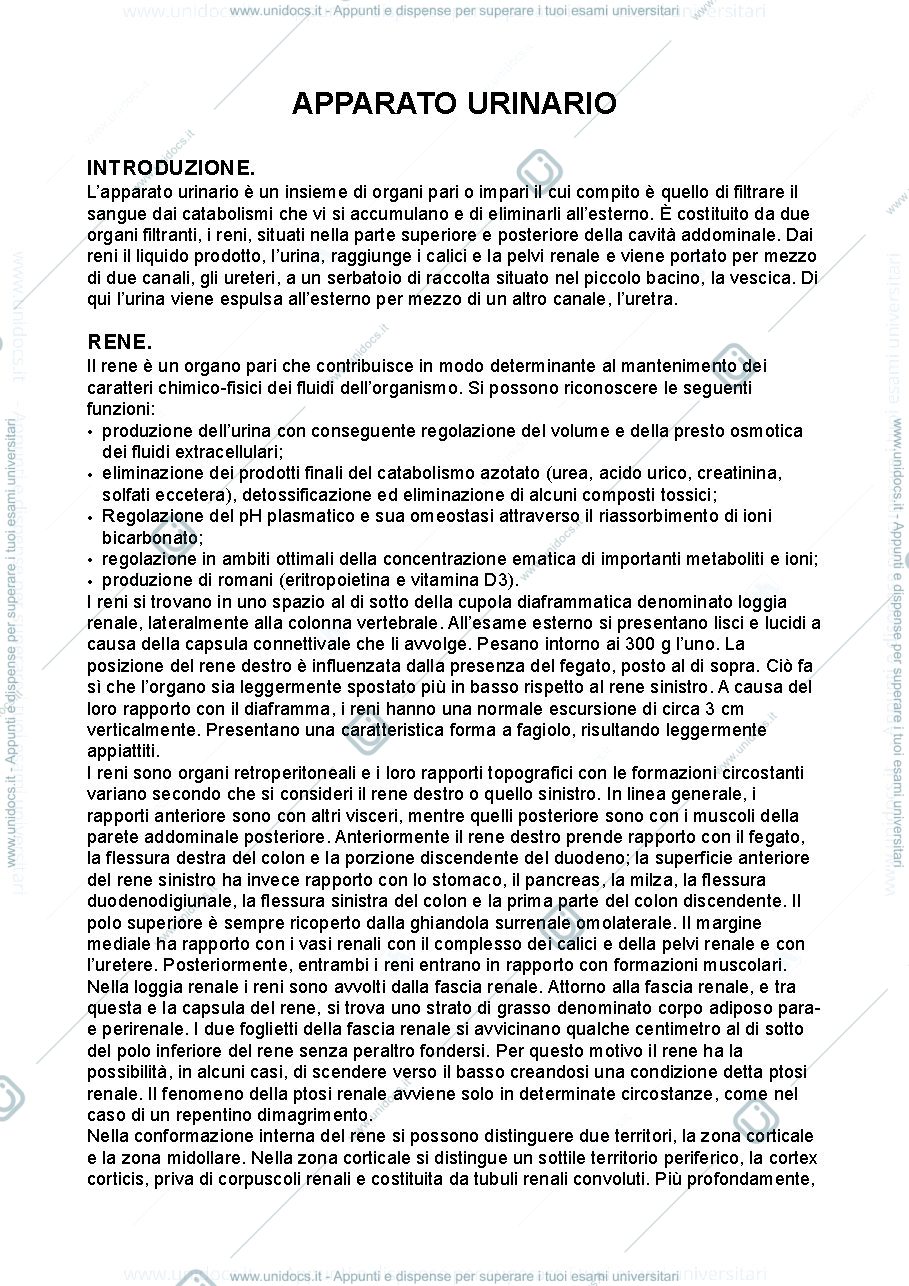 Anteprima pagina 1 — Anatomia umana - apparato urinario