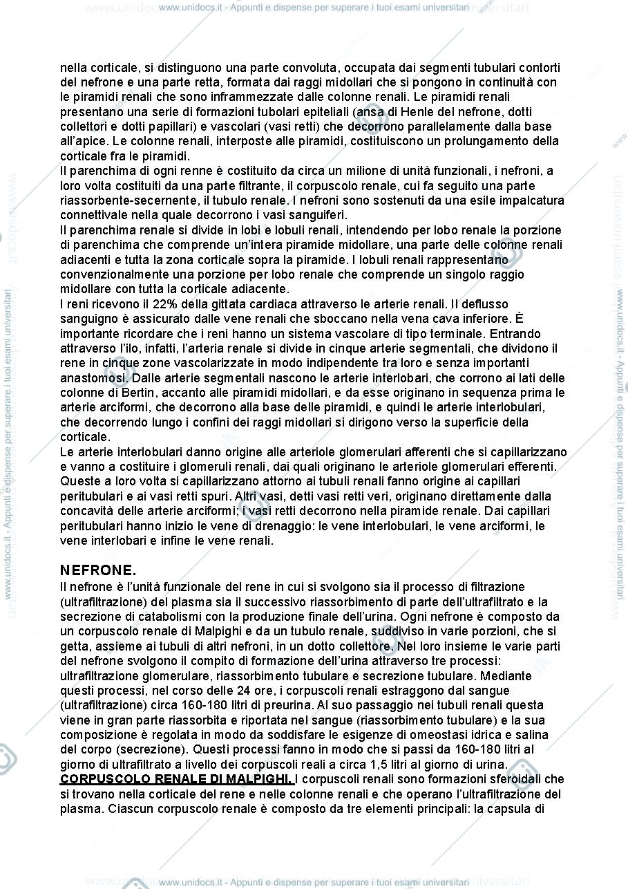 Anteprima pagina 2 — Anatomia umana - apparato urinario