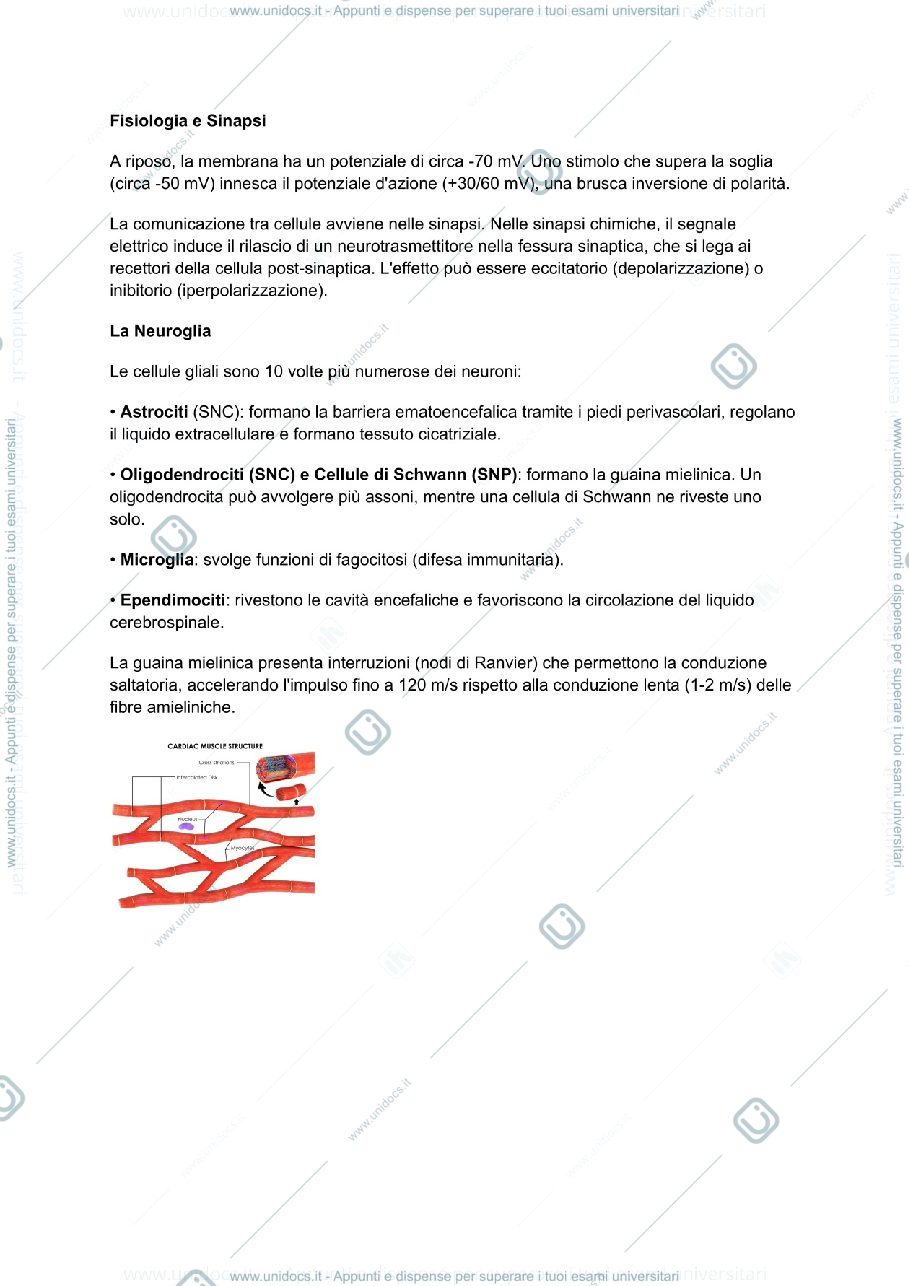 Anteprima pagina 2 — Appunti anatomia umana