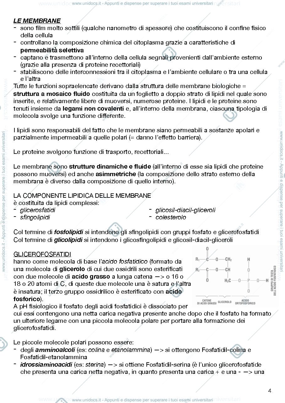 Anteprima pagina 4 — Anatomia umana con elementi di Biologia