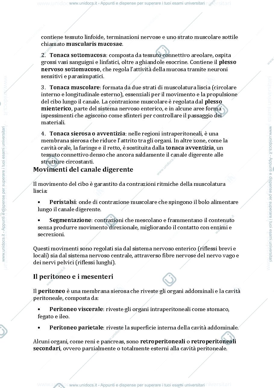 Anteprima pagina 2 — Apparato digerente 