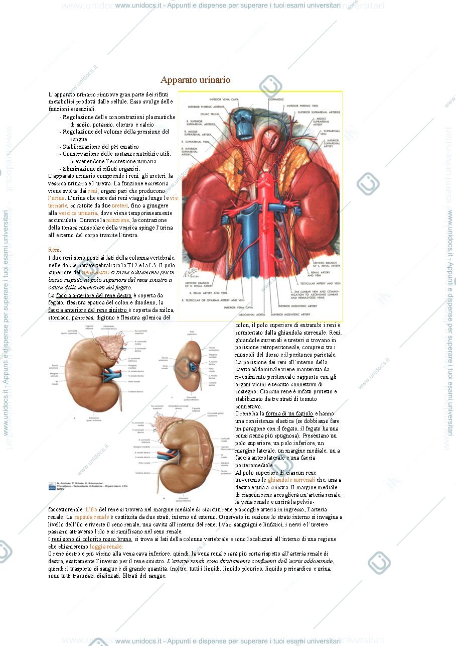 Anteprima pagina 1 — apparato urinario