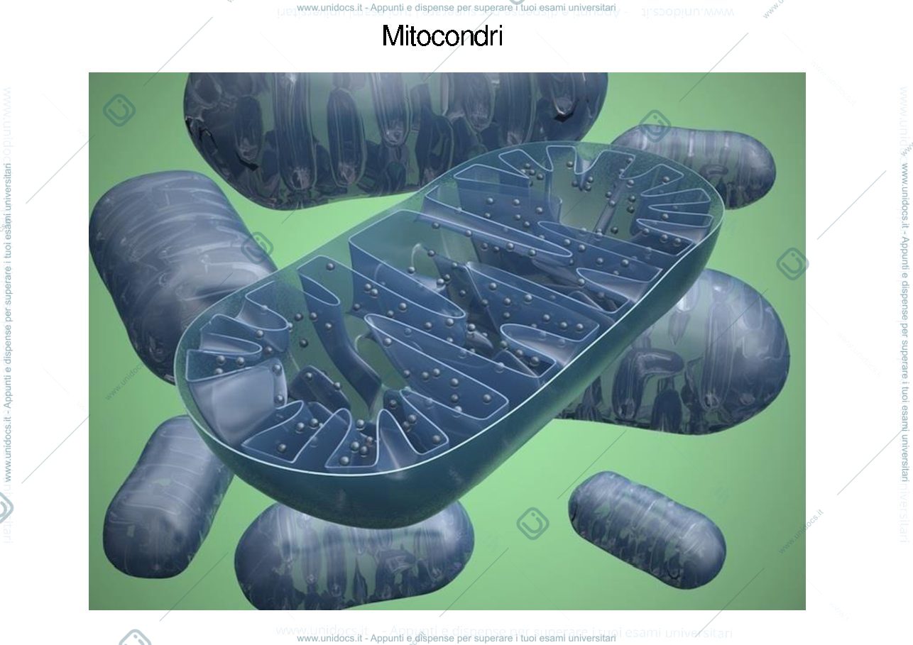 Anteprima pagina 1 — power point mitocondri