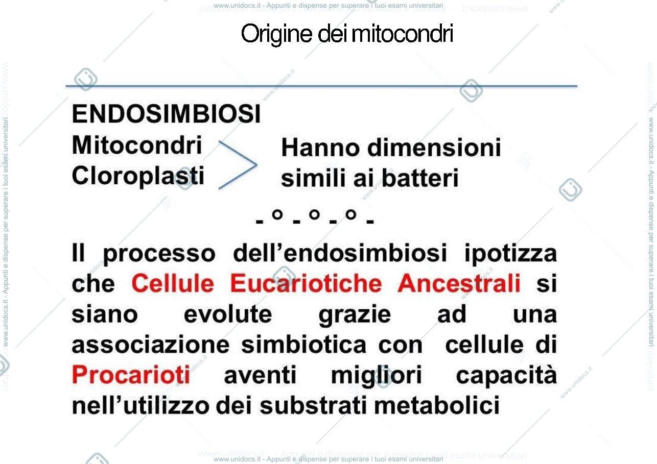 Anteprima pagina 2 — power point mitocondri