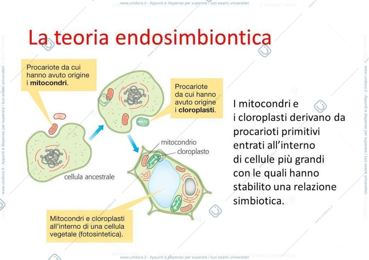 Anteprima pagina 3 — power point mitocondri
