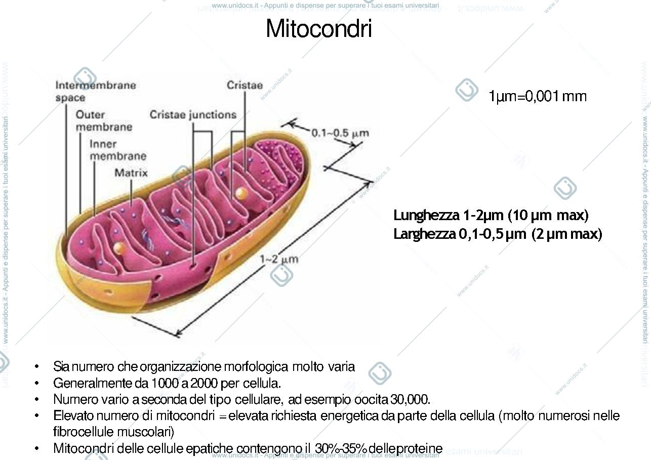 Anteprima pagina 4 — power point mitocondri