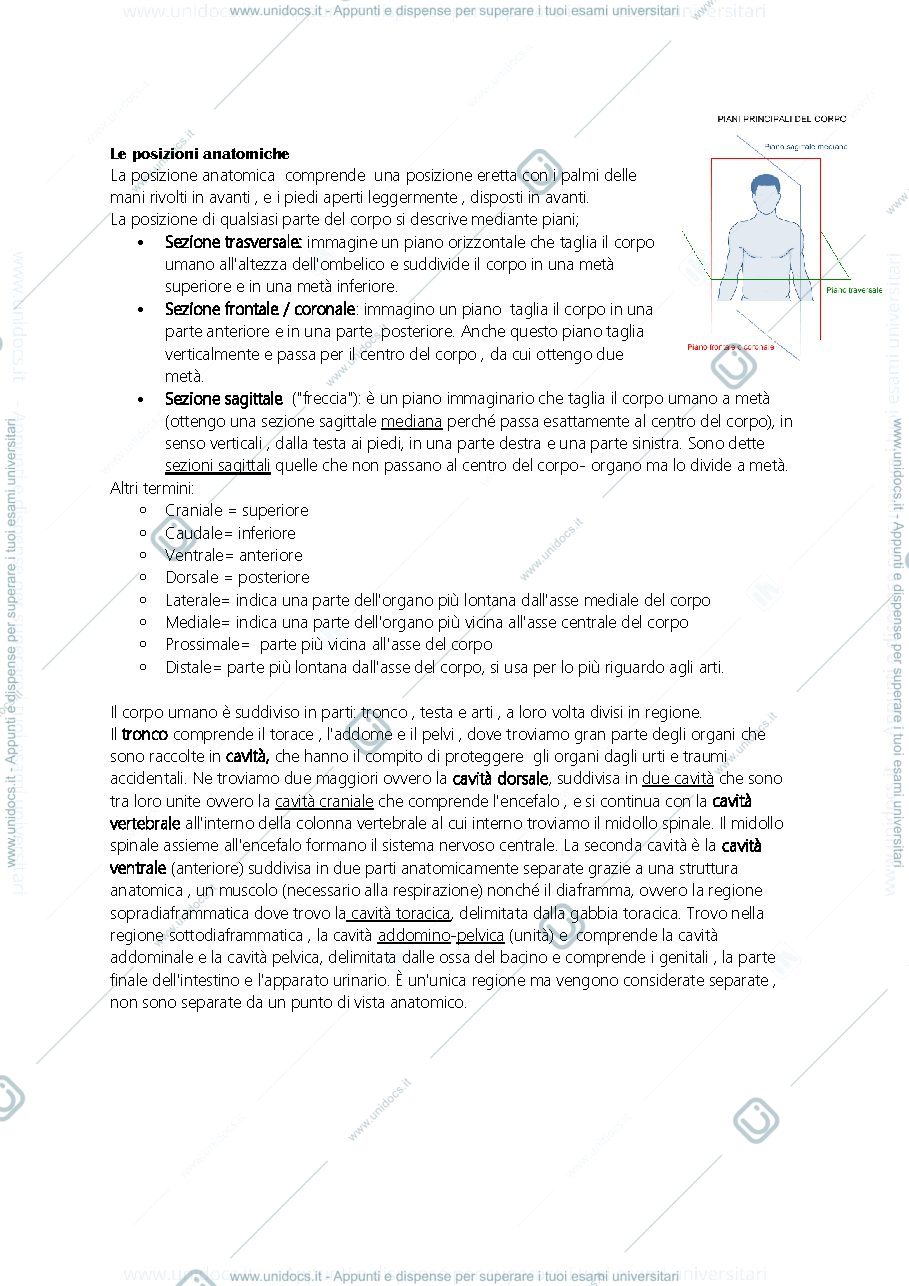 Anteprima pagina 1 — anatomia